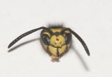 Vespula germanica ( Tyskgeting ) hona