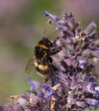 Sbytorp Vstmanland 24.6-24