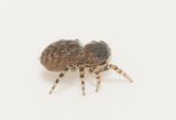 Mosse Angryd Halland 18.5-24 female