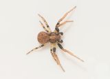 Subbe Halland 10.5-24 adult male