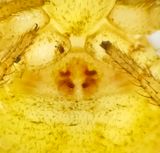 Nackhlle Halland 30.3-24  epigyne adult female