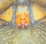 Sbytorp Vstmanland 25.5-24 epigyne adult female