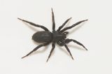 Subbe Halland 17.6-24 adult female