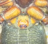 Subbe Halland 17.6-24 epigyne adult female