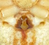 Philodromus praedatus ( Eksnabblpare )