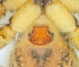 Pardosa palustris ( Vitbrmad vargspindel )