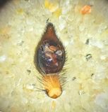 Alopecosa fabrilis ( Alfavargspindel )