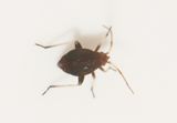 Criocoris crassicornis