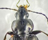 Agonum versutum ( Starrkrrlpare )