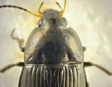 Amara ovata ( Bred kornlpare ) 9 mm.