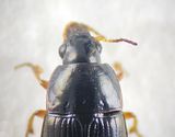 Amara lucida ( Kustkornlpare )
