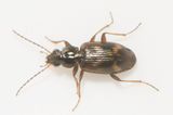 Hovgrden Halland 28.4-24  5,3 mm