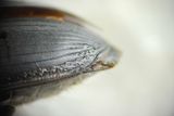 Horna Skne 8.6-24  10,2 mm