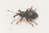 Lillhagen Bohusln 20.5-24  3,2  mm