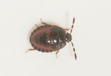 Adomerus biguttatus ( Tvflckig taggbening )