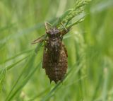  Norra signalen Vstmanland 24.5-24