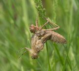  Norra signalen Vstmanland 24.5-24