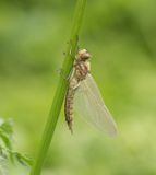  Norra signalen Vstmanland 24.5-24