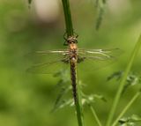  Norra signalen Vstmanland 24.5-24