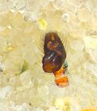 Dendryphantes hastatus ( Spjuthoppspindel )