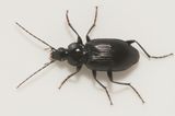 Matstorpskrret Nrke 25.5-25 male