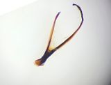 Matstorpskrret Nrke 25.5-25 paramer male