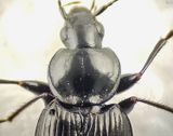 Agonum hypocrita ( Fattigkrrlpare )