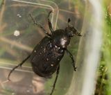 lghagen Vstmanland 20.7-25