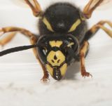 Vespula austriaca ( Jordsnyltgeting ) female