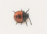 Zicrona caerulea ( Bl rovbrfis )