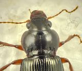  Amara convexiuscula ( Saltkornlpare 12,1 mm