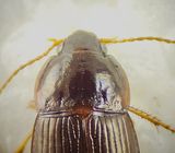 Amara brunnea ( Bjrkkornlpare ) 6 mm