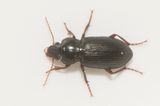 Apelviken Halland 13.9-25 12,1 mm