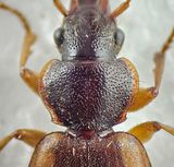 Cymindis macularis ( Dynskulderlpare )