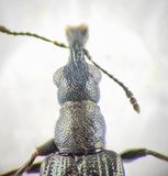 kulla Halland 5.8-25