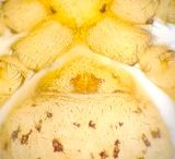 Matstorpsk�rret N�rke 25.5-25 epigyne adult female