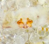 Matstorpsk�rret N�rke 25.5-25 vulva adult female