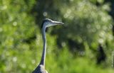 sony-70-200-mm-f4-oss-ii-test_06-crop.jpg
