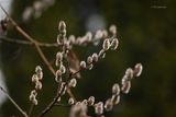 Wet Pussy Willows