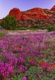 Bear Mountain Owl Clover 6293.jpg