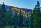 Colorado fall 4437.jpg