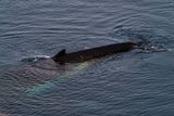 whale 7474.jpg
