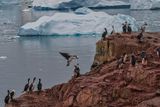 birds 7457.jpg