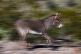 A running wild donkey