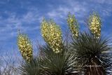 Beautiful Arizona Yucca flowers on a blue sky