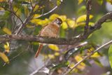 Barred Puffbird - Nystalus radiatus