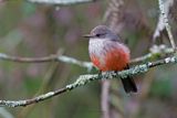 Vermilion Flycatcher - Pyrocephalus rubinus