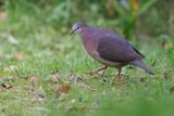 Tolima dove - Leptotila conoveri