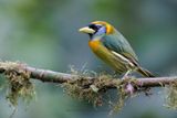 Red-headed barbet - Eubucco bourcierii