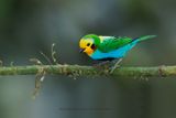 Multicolored Tanager - Chlorochrysa nitidissima